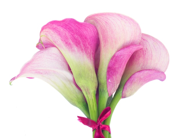 Mazzo di fiori di Calla lilly isolati
