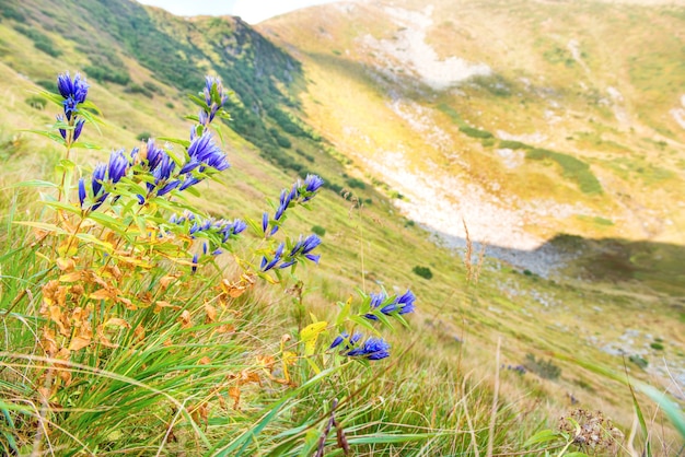 Mazzo di fiori di campo blu in montagna