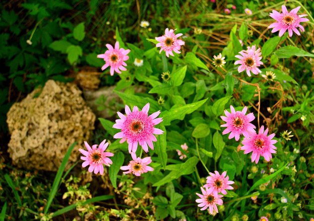 Mazzo di fiori di echinacea rosa in giardino Pianta medica