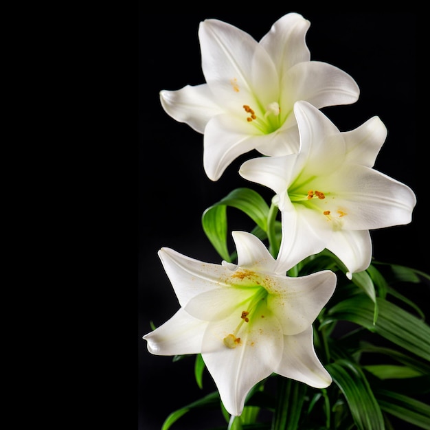 Mazzo di fiori di giglio bianco su sfondo nero. Concetto di carta di condoglianze