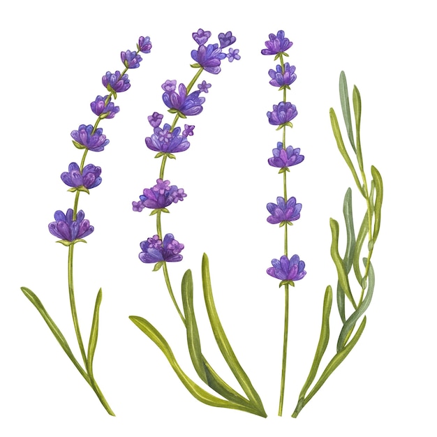 Mazzo di fiori di lavanda Bouquet floreale aquarelle Eco erbe naturali Illustrazione acquerello isolato su sfondo bianco