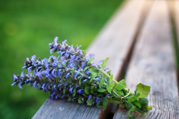 Mazzo di fiori di lavanda in un tramonto di sera d'estate