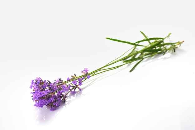 Mazzo di fiori di lavanda isolati su sfondo bianco.