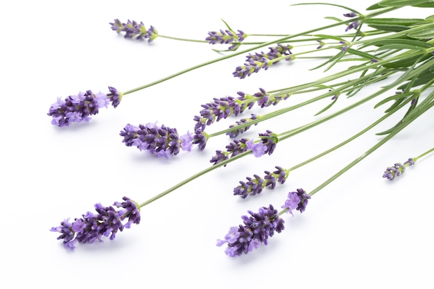 Mazzo di fiori di lavanda legato isolato su bianco