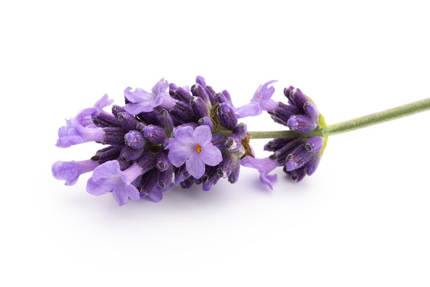 Mazzo di fiori di lavanda legato isolato su sfondo bianco.