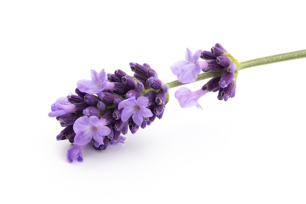 Mazzo di fiori di lavanda legato isolato su sfondo bianco.