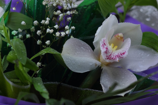 Mazzo di fiori di orchidea. Bellissimo bouquet di orchidee. Fiore di orchidea bianco