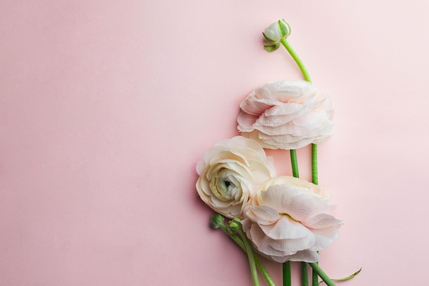 Mazzo di fiori di ranuncolo rosa pallido su sfondo rosa. avvicinamento. flatlay con copyspace. concetto di biglietto di auguri. concetto di matrimonio