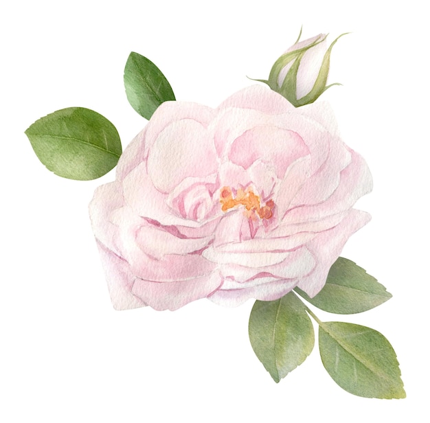 Mazzo di fiori di rosa rosa acquerello disegnato a mano