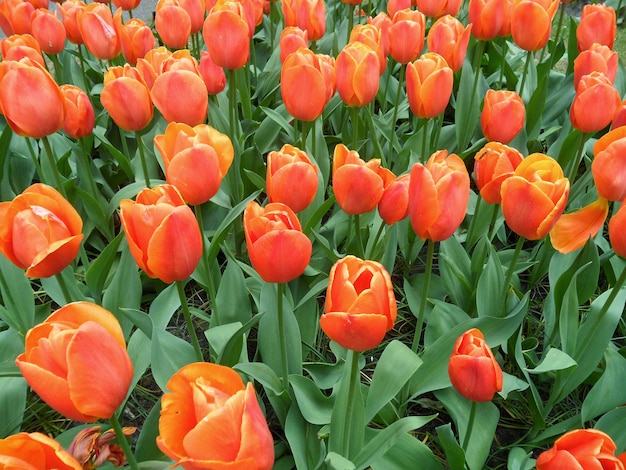 Mazzo di fiori di tulipano di fioritura di colore arancione vibrante al giardino di Keukenhof, Paesi Bassi