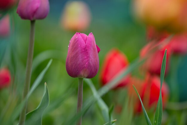 Mazzo di fiori di tulipano di primavera Fiori di tulipani primaverili Bellissimo campo di tulipani in primavera