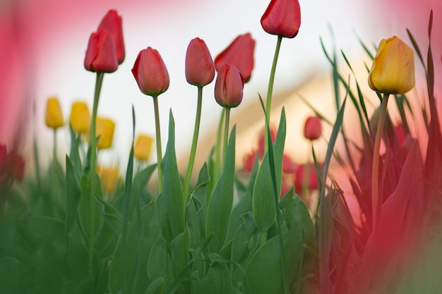 Mazzo di fiori di tulipano di primavera Fiori di tulipani primaverili Bellissimo campo di tulipani in primavera