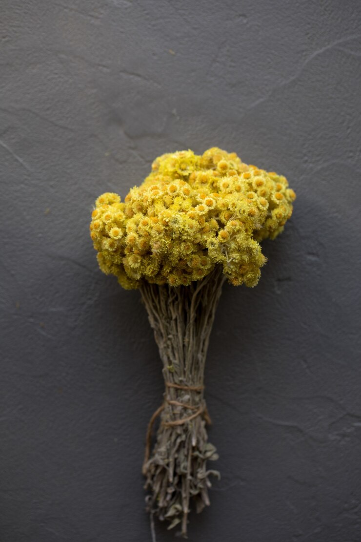 Mazzo di fiori eterni gialli secchi su sfondo grigio
