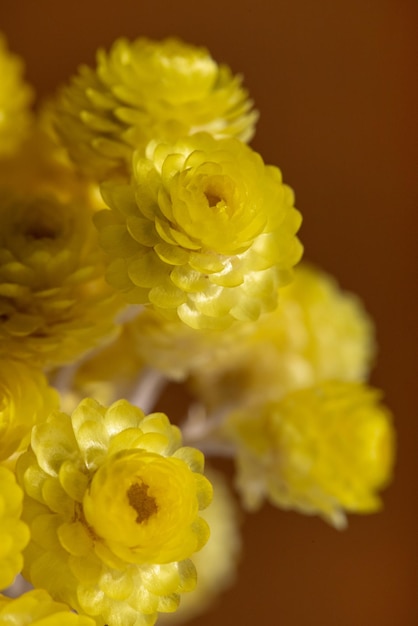 Mazzo di fiori morti di immortelle come sfondo helichrysum arenarium o nano everlast closeup