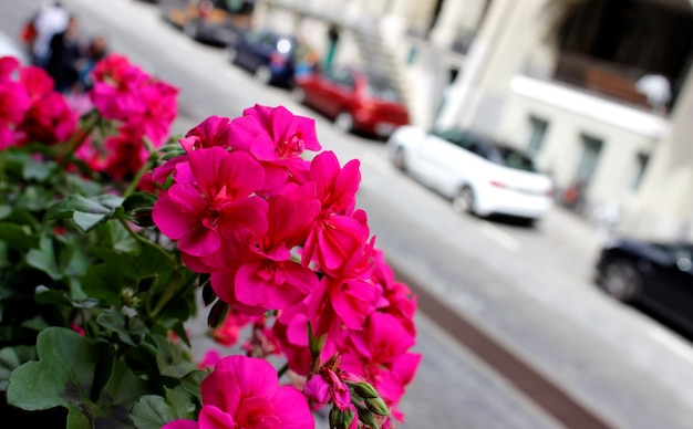 Mazzo di fiori rosa brillante