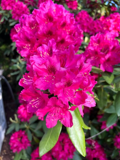 Mazzo di fiori rosa rododendro di rododendri rosa