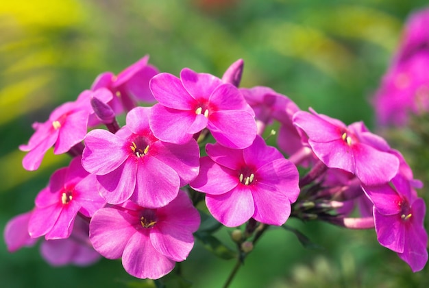 Mazzo di fiori rosa-rosso in giardino