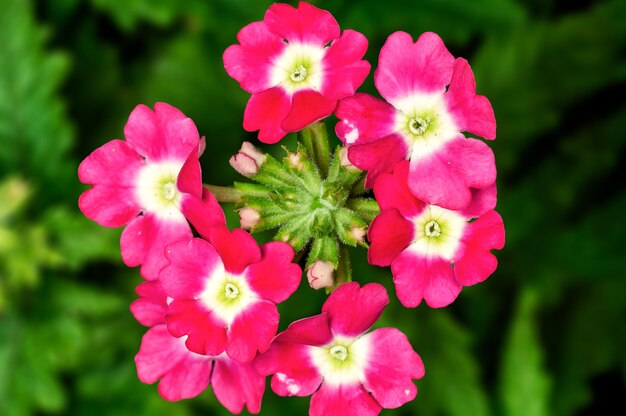 Mazzo di fiori rosa su una pianta