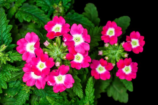 Mazzo di fiori rosa su una pianta