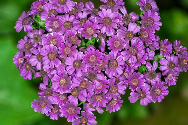 Mazzo di fiori su una pianta