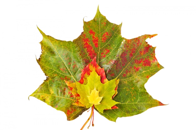 Mazzo di foglie colorate d&#39;autunnali