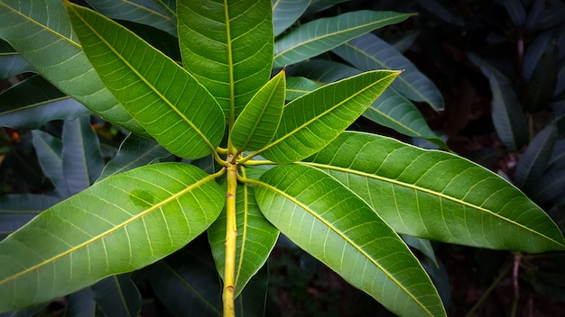 Mazzo di foglie verdi del mango, alto vicino di macro