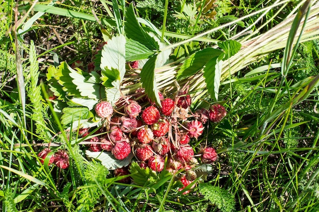 Mazzo di fragoline nell'erba del prato