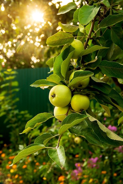 Mazzo di frutta giovane mela verde appeso al ramo di un albero di mele Fiori da giardino e raggi del tramonto