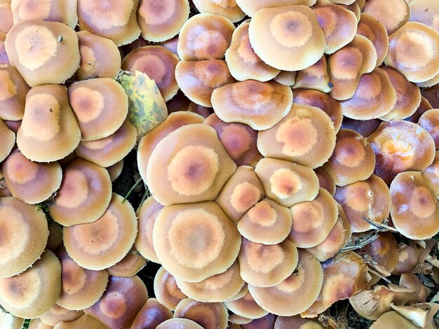 Mazzo di funghi di bosco che crescono su vecchi ceppi e alberi. Foto dello studio.