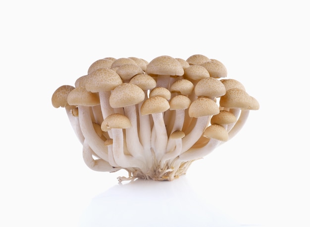Mazzo di funghi marroni