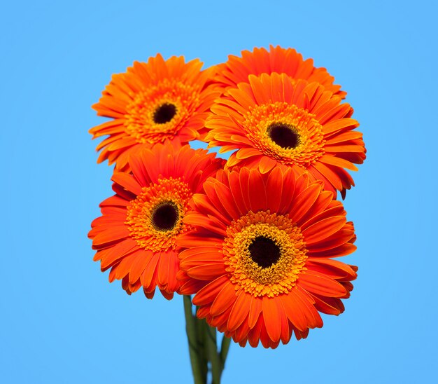 Mazzo di gerbera sul blu.