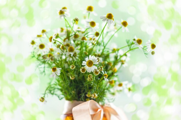 Mazzo di infusioni fresche in fiore con fiocco a nastro su sfondo chiaro Bellissimi fiori di camomilla con foglie verdi