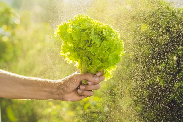 Mazzo di lattuga in una mano di un uomo con spruzzi d'acqua nell'aria.