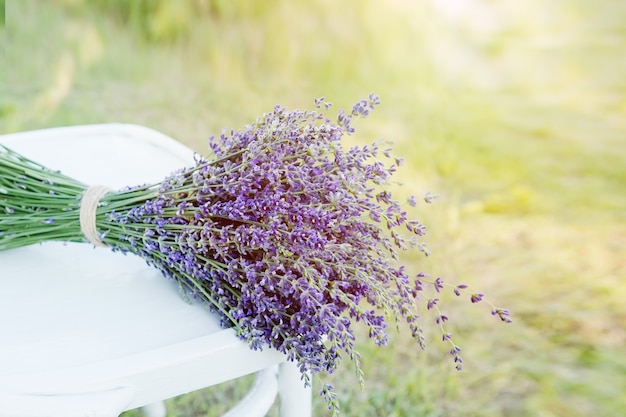 Mazzo di lavanda appena raccolta su bianco