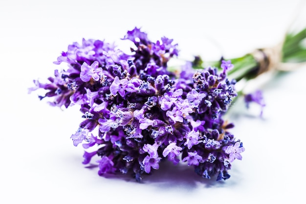 Mazzo di lavanda fresca da vicino su sfondo bianco