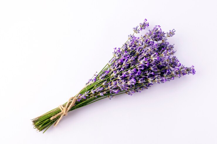 Mazzo di lavanda su sfondo bianco.