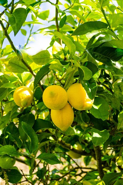 Mazzo di limoni appeso a un ramo