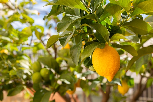 Mazzo di limoni maturi freschi su un ramo di limone in giardino soleggiato