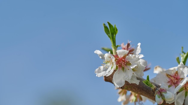 Mazzo di mandorla con fiore in primo piano e contro il cielo blu