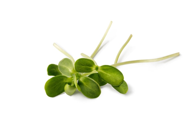 Mazzo di microgreens di girasole freschi isolati su sfondo bianco Semi di colture microgreens