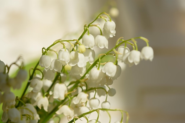 Mazzo di mughetti. Bellissimi fiori primaverili fragili in gocce di rugiada. Pastello chiaro autentico