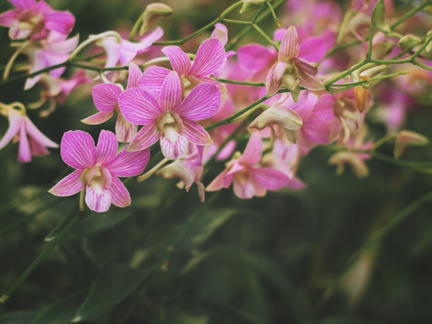 Mazzo di orchidee rosa e foglie verdi