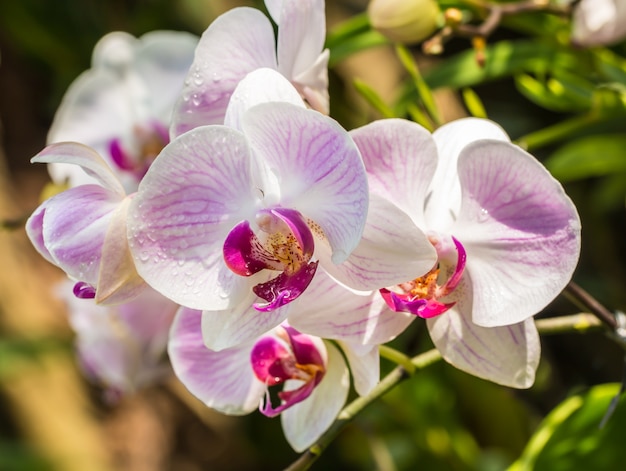 Mazzo di orchidee rosa, Phalaenopsis