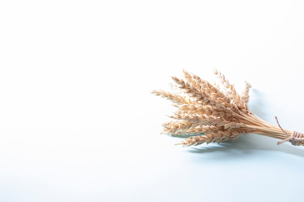 Mazzo di orecchie dorate del grano, spighette gialle asciutte dei cereali sulla parete bianca leggera, primo piano