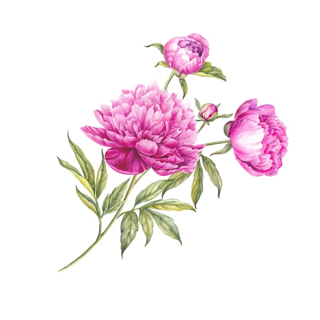 Mazzo di peonie rosa dell'acquerello.