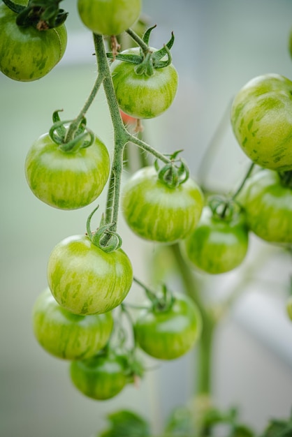 Mazzo di pomodori al naturale