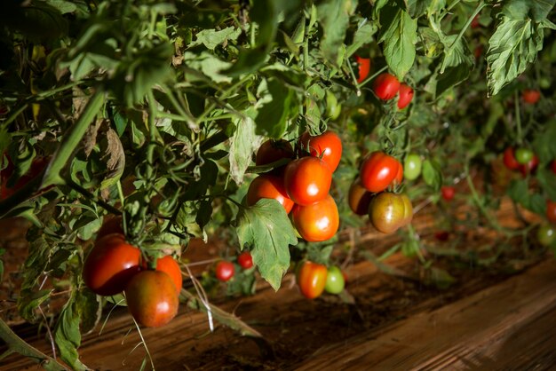 Mazzo di pomodori maturi biologici in piantagione