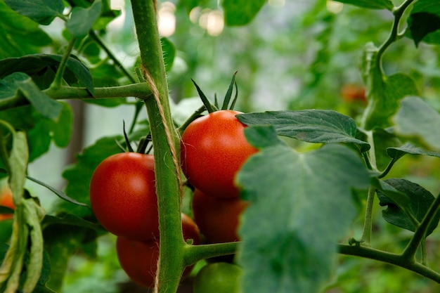 Mazzo di pomodori rossi su un cespuglio