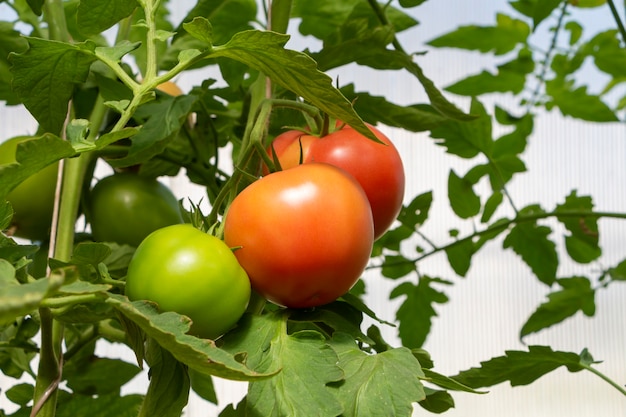 Mazzo di pomodoro maturo e immaturo biologico in serra. Concetto nostrano, di giardinaggio e di agricoltura. Solanum lycopersicum è un'erba annuale o perenne, famiglia delle solanacee. Coperchio per imballaggio semi