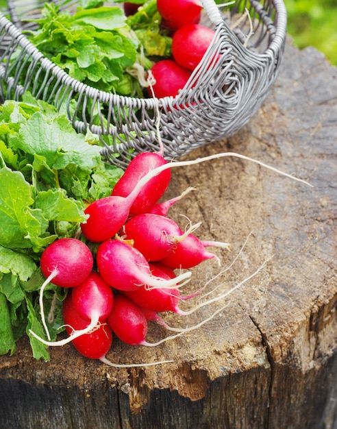 Mazzo di ravanello rosso fresco del giardino in un cestino sul ceppo